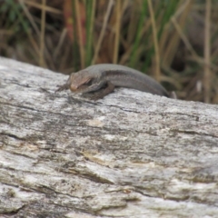 Pseudemoia entrecasteauxii (Woodland Tussock-skink) at Kosciuszko National Park, NSW - 22 Apr 2018 by KShort