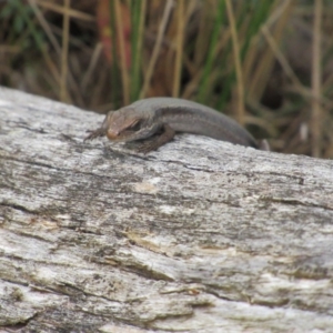 Pseudemoia entrecasteauxii at Kosciuszko National Park, NSW - 22 Apr 2018 03:15 PM