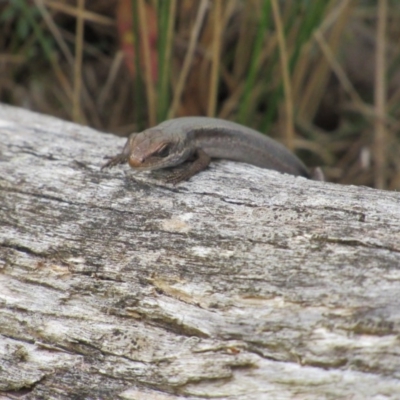 Pseudemoia entrecasteauxii (Woodland Tussock-skink) at Kosciuszko National Park, NSW - 22 Apr 2018 by KShort