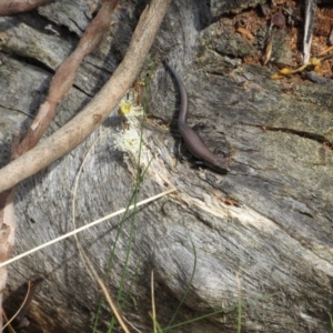Pseudemoia entrecasteauxii at Kosciuszko National Park, NSW - 22 Apr 2018