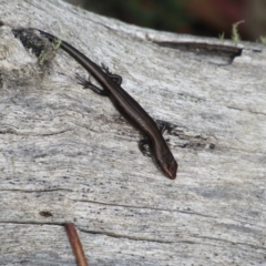 Pseudemoia entrecasteauxii (Woodland Tussock-skink) at Kosciuszko National Park, NSW - 22 Apr 2018 by KShort