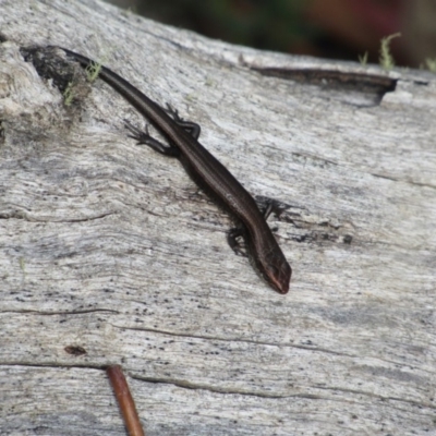 Pseudemoia entrecasteauxii (Woodland Tussock-skink) at Kosciuszko National Park - 22 Apr 2018 by KShort