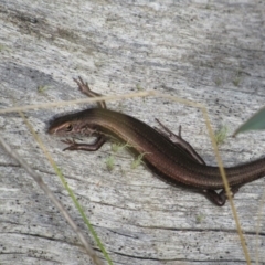 Pseudemoia entrecasteauxii (Woodland Tussock-skink) at Kosciuszko National Park, NSW - 22 Apr 2018 by KShort