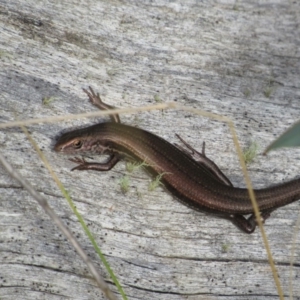 Pseudemoia entrecasteauxii at Kosciuszko National Park, NSW - 22 Apr 2018