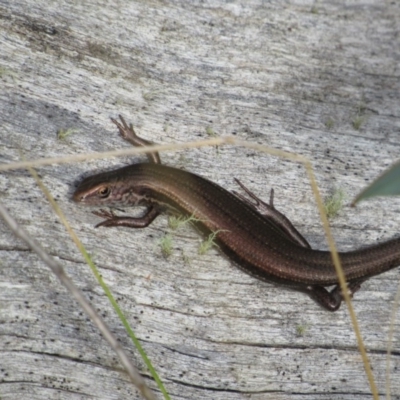 Pseudemoia entrecasteauxii (Woodland Tussock-skink) at Kosciuszko National Park - 22 Apr 2018 by KShort