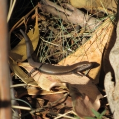 Carinascincus coventryi (Coventry’s Skink) at Kosciuszko National Park - 22 Apr 2018 by KShort