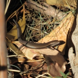 Carinascincus coventryi at Kosciuszko National Park, NSW - 22 Apr 2018
