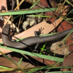 Carinascincus coventryi (Coventry’s Skink) at Kosciuszko National Park - 23 Apr 2018 by KShort