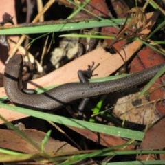 Carinascincus coventryi (Coventry’s Skink) at Thredbo, NSW - 23 Apr 2018 by KShort