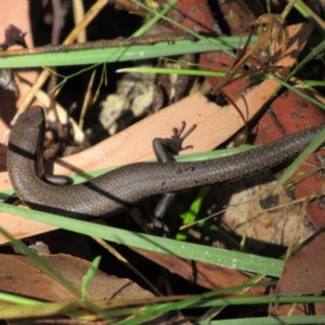 Carinascincus coventryi at Thredbo, NSW - 23 Apr 2018