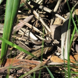 Carinascincus coventryi at Kosciuszko National Park, NSW - 25 Apr 2018