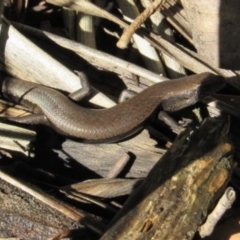 Carinascincus coventryi at Kosciuszko National Park, NSW - 25 Apr 2018 04:22 PM