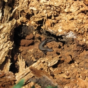 Pseudemoia entrecasteauxii at Kosciuszko National Park, NSW - 23 Apr 2018 10:50 AM