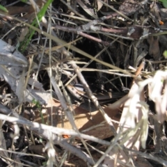 Pseudemoia entrecasteauxii (Woodland Tussock-skink) at Kosciuszko National Park, NSW - 23 Apr 2018 by KShort