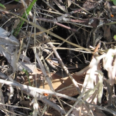 Pseudemoia entrecasteauxii (Woodland Tussock-skink) at Kosciuszko National Park - 23 Apr 2018 by KShort