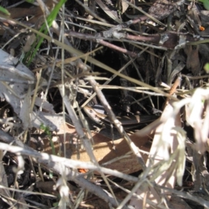 Pseudemoia entrecasteauxii at Kosciuszko National Park, NSW - 23 Apr 2018