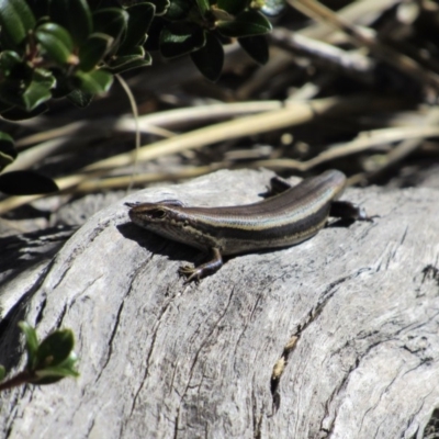 Pseudemoia entrecasteauxii (Woodland Tussock-skink) at Kosciuszko National Park - 23 Apr 2018 by KShort