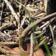 Pseudemoia entrecasteauxii (Woodland Tussock-skink) at Kosciuszko National Park, NSW - 23 Apr 2018 by KShort