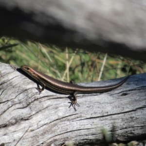 Pseudemoia entrecasteauxii at Kosciuszko National Park, NSW - 23 Apr 2018 01:57 PM