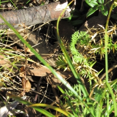 Pseudemoia entrecasteauxii (Woodland Tussock-skink) at Kosciuszko National Park - 23 Apr 2018 by KShort