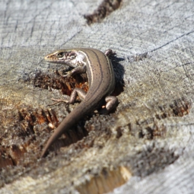 Pseudemoia entrecasteauxii (Woodland Tussock-skink) at Kosciuszko National Park - 23 Apr 2018 by KShort