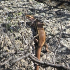 Pseudemoia entrecasteauxii (Woodland Tussock-skink) at Kosciuszko National Park - 24 Apr 2018 by KShort