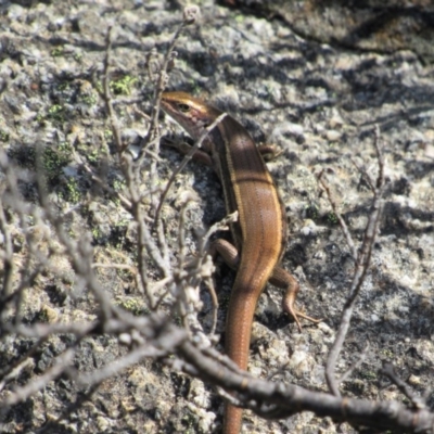 Pseudemoia entrecasteauxii (Woodland Tussock-skink) at Charlotte Pass - Kosciuszko NP - 24 Apr 2018 by KShort