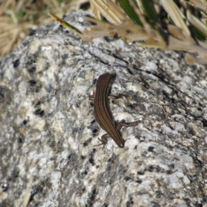 Pseudemoia pagenstecheri at Kosciuszko National Park, NSW - 23 Apr 2018