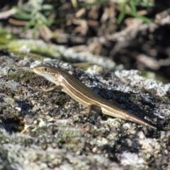 Pseudemoia pagenstecheri (Grassland Tussock-skink) at Kosciuszko National Park, NSW - 23 Apr 2018 by KShort