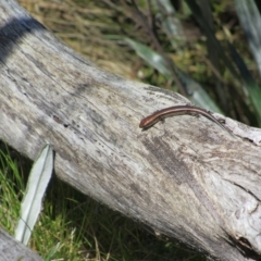 Pseudemoia entrecasteauxii (Woodland Tussock-skink) at Kosciuszko National Park - 23 Apr 2018 by KShort