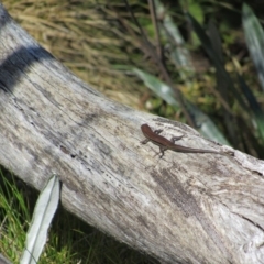 Pseudemoia entrecasteauxii at Kosciuszko National Park, NSW - 23 Apr 2018