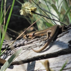 Pseudemoia entrecasteauxii at Kosciuszko National Park, NSW - 23 Apr 2018