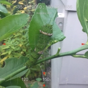 Papilio aegeus at undefined - 23 Apr 2018