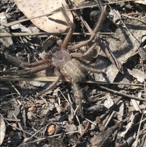 Delena cancerides at Flynn, ACT - 23 Apr 2018