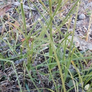 Lomandra filiformis subsp. filiformis at Symonston, ACT - 25 Apr 2018