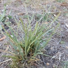 Lomandra longifolia (Spiny-headed Mat-rush, Honey Reed) at Symonston, ACT - 25 Apr 2018 by Mike