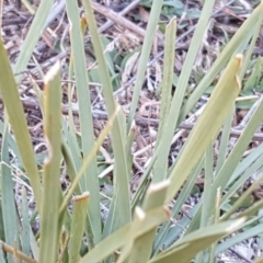 Lomandra longifolia at Symonston, ACT - 25 Apr 2018