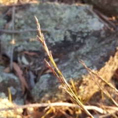 Lepidosperma laterale at Garran, ACT - 25 Apr 2018