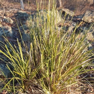 Lomandra longifolia (Spiny-headed Mat-rush, Honey Reed) at Mount Mugga Mugga - 25 Apr 2018 by Mike