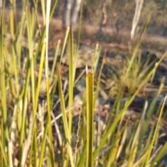 Lomandra longifolia at Garran, ACT - 25 Apr 2018