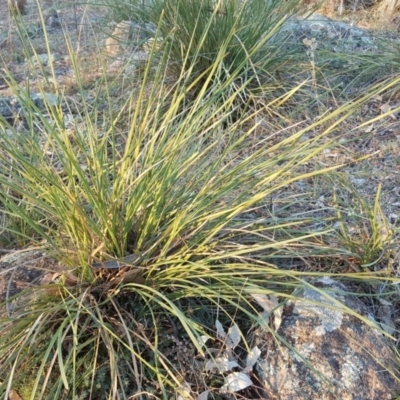 Lomandra multiflora (Many-flowered Matrush) at Garran, ACT - 25 Apr 2018 by Mike