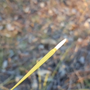 Lomandra multiflora at Garran, ACT - 25 Apr 2018