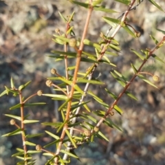 Acacia ulicifolia (Prickly Moses) at Mount Mugga Mugga - 25 Apr 2018 by Mike