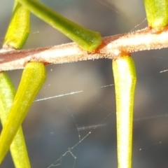 Acacia ulicifolia at Garran, ACT - 25 Apr 2018