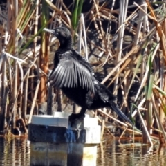 Phalacrocorax sulcirostris (Little Black Cormorant) at Gordon Pond - 24 Apr 2018 by RodDeb