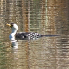 Microcarbo melanoleucos (Little Pied Cormorant) at Bonython, ACT - 24 Apr 2018 by RodDeb