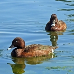 Aythya australis (Hardhead) at Gordon Pond - 24 Apr 2018 by RodDeb