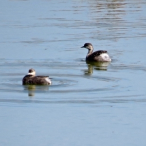 Poliocephalus poliocephalus at Gordon, ACT - 24 Apr 2018 11:35 AM