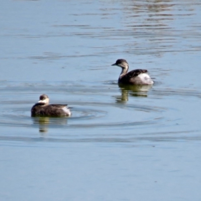 Poliocephalus poliocephalus (Hoary-headed Grebe) at Lanyon - northern section A.C.T. - 24 Apr 2018 by RodDeb