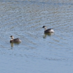 Poliocephalus poliocephalus at Gordon, ACT - 24 Apr 2018